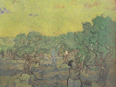 Vincent Van Gogh Olive Grove with Picking Figures (nn04) oil painting picture